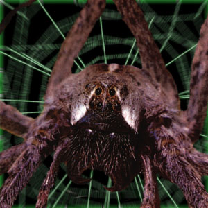 bormannspider.jpg (37084 bytes)