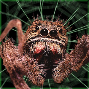 otynspider.jpg (51038 bytes)